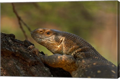 Framed White-throated monitor, Kruger NP, South Africa Print