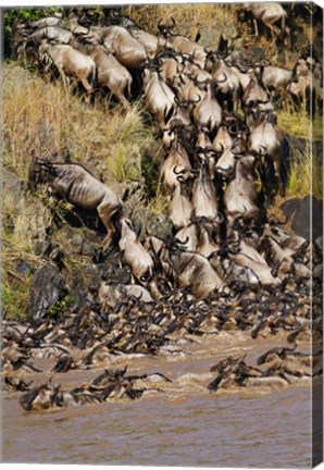 Framed Wildebeest crossing river Mara, Maasai Mara Wildlife Reserve, Kenya Print