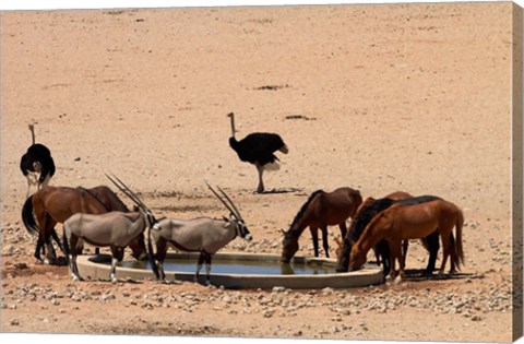 Framed Wildlife at Garub waterhole, Namib-Naukluft NP, Namibia, Africa. Print