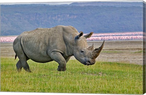 Framed White Rhinoceros and Lesser Flamingos, Lake Nakuru National Park, Kenya Print