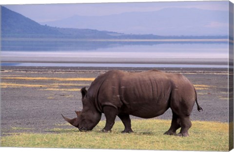 Framed White Rhinoceros, Lake Nakuru National Park, Kenya Print