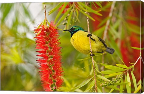 Framed Variable Sunbird, Aberdare Country Club, Nyeri, Kenya Print