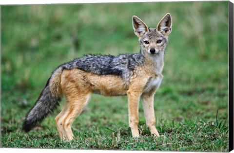 Framed Wild Dog, Black-backed Jackal, Masai Mara, Kenya Print