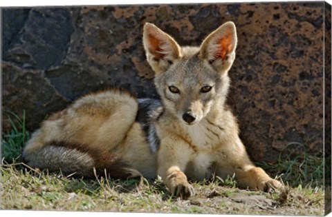 Framed Black-backed Jackal resting, Masai Mara, Kenya Print