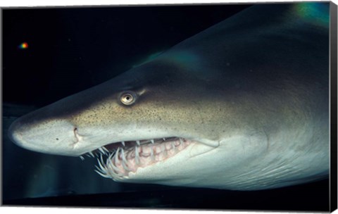 Framed Head of a Great White Shark, South Africa Print