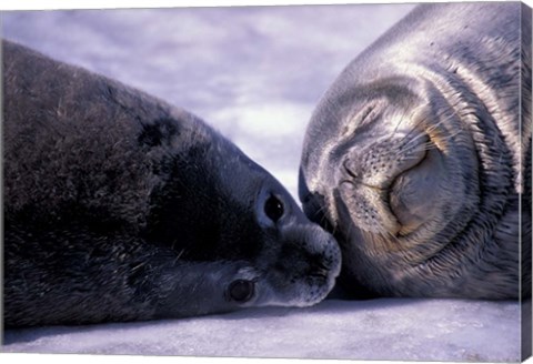 Framed Weddell Fur Seal Cow and Pup, Antarctica Print