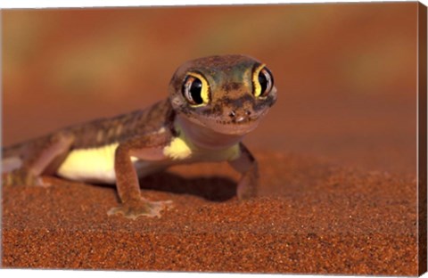 Framed Web-footed Gecko, Namib National Park, Namibia Print