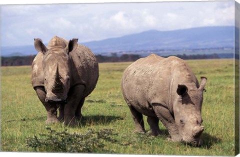 Framed White Rhinoceros grazing, Lake Nakuru National Park, Kenya Print