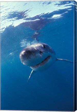 Framed Underwater View of a Great White Shark, South Africa Print