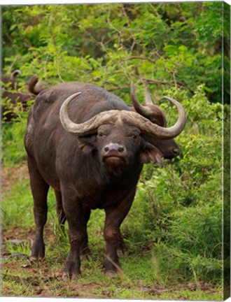 Framed Water Buffalo, Hluhulwe Game Reserve, South Africa Print