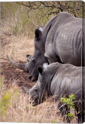 Framed White Rhino in Zulu Nyala Game Reserve, Kwazulu Natal, South Africa Print