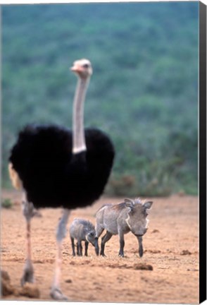 Framed Warthog &amp; offspring, Addo National Park, South Africa Print