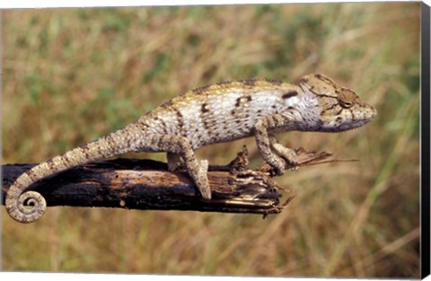 Framed Wild Chameleon, Madagascar Print