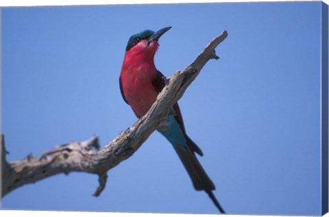 Framed White-Fronted Bee Eater, Chobe River, Chobe National Park, Botswana Print