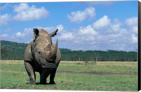 Framed White Rhinoceros Feeding, Lake Nakuru National Park, Kenya Print