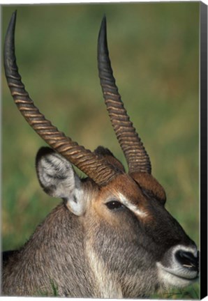 Framed Waterbuck Resting in Musiara Marsh, Masai Mara Game Reserve, Kenya Print