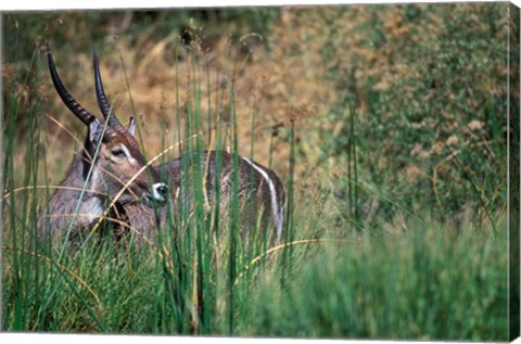 Framed Waterbuck Feeds in Marsh, Khwai River, Moremi Game Reserve, Botswana Print