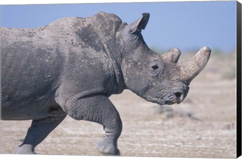 Framed White Rhino Running, Etosha Salt Pan, Etosha National Park, Namibia Print