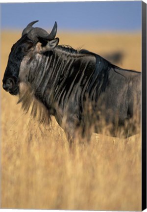 Framed Wildebeest during Serengeti Migration, Masai Mara Game Reserve, Kenya Print