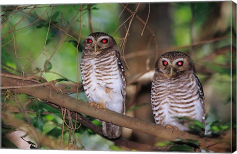 Framed White Browed Owls, Madagascar Print