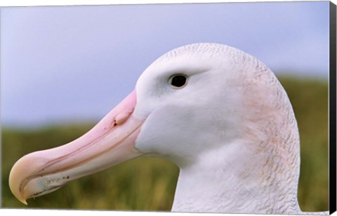 Framed Wandering Albatross bird, Iceberg, Island of South Georgia Print