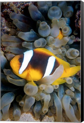 Framed Twobar Anemonefish, Bubble Tip Anemone, Egypt Print