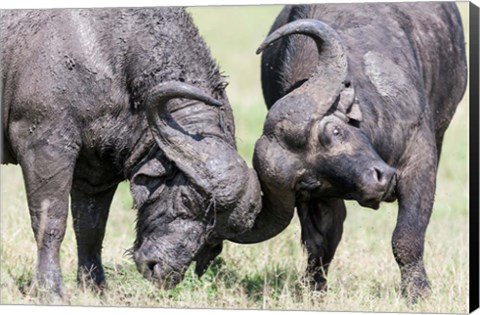 Framed Two bull African Buffalo head butting in a duel, Maasai Mara, Kenya Print