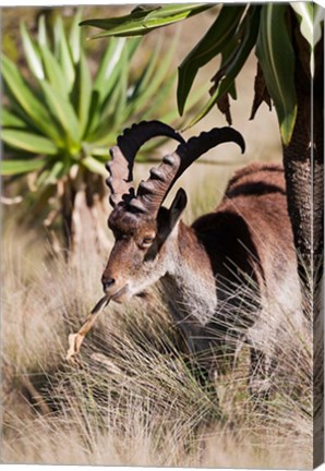 Framed Close Up of Walia Ibex, Ethiopia Print