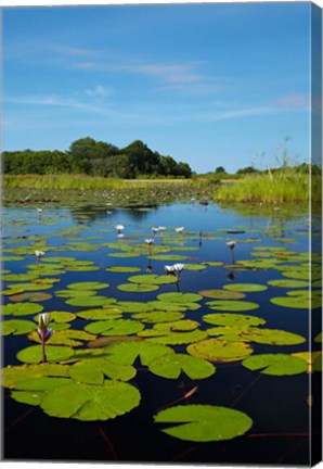 Framed Water lilies, Okavango Delta, Botswana, Africa Print