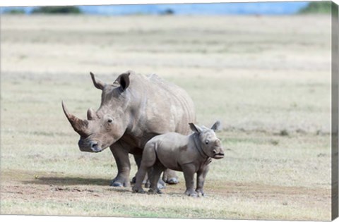 Framed White rhinoceros mother with calf, Kenya Print