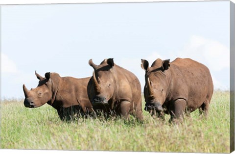 Framed White rhinoceros, Kenya Print