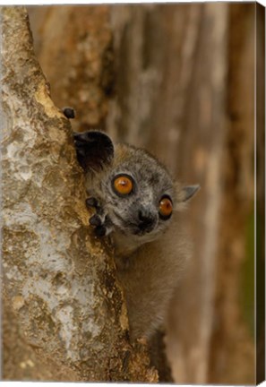 Framed White-footed sportive lemur, Berenty Reserve, MADAGASCAR Print