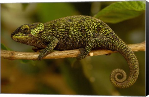 Framed True Chameleon, Lizard, Madagascar, Africa Print