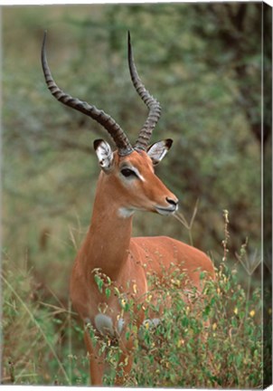 Framed Wild Male Impala, Tanzania Print