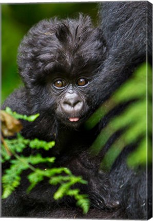 Framed Umubano Group Of Mountain Gorillas, Volcanoes National Park, Rwanda Print