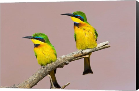 Framed Two little bee-eater birds on limb, Kenya Print