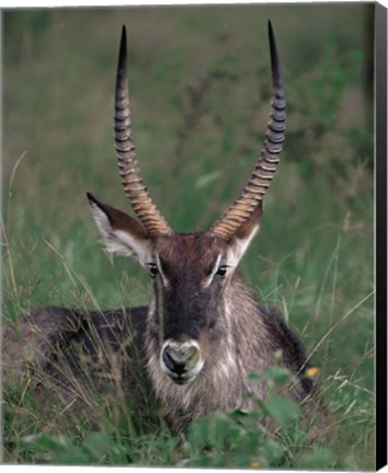 Framed Waterbuck, Kenya Print