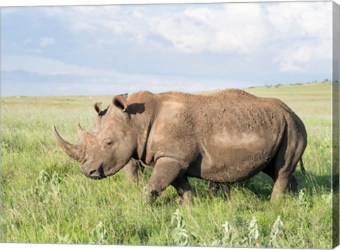 Framed White rhinoceros, Ceratotherium simum, Kenya, Africa Print