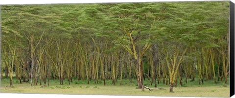 Framed Yellow Fever Tree, Lake Nakuru National Park, Kenya Print