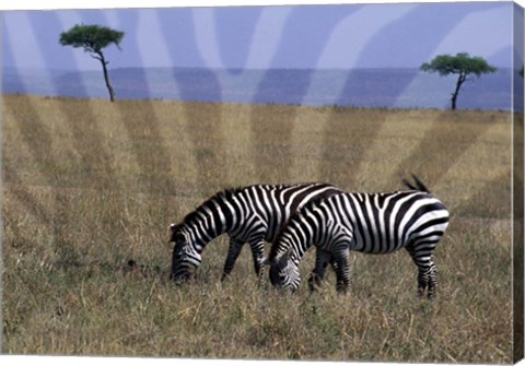 Framed Zebra on the Serengeti, Kenya Print