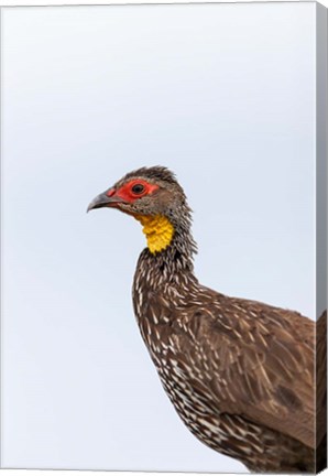 Framed Yellow-necked Spurfowl, Lewa, Kenya Print