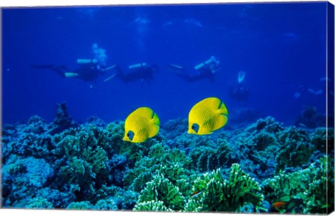 Framed Yellow Butterflyfish with Scuba Divers, Red Sea, Egypt Print