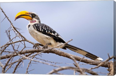 Framed Yellow-billed Hornbill perched in tree, Samburu Game Reserve, Kenya Print