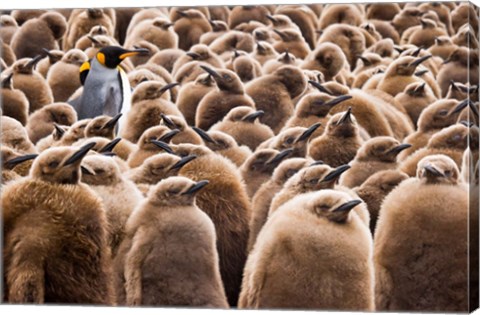 Framed Young King Penguin Chicks in Brown Coats, South Georgia Island, Antarctica Print