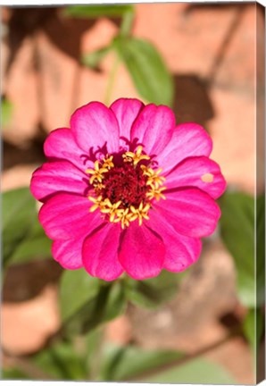 Framed Zinnia flower, Antananarivo, Madagascar Print