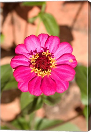 Framed Zinnia flower, Antananarivo, Madagascar Print