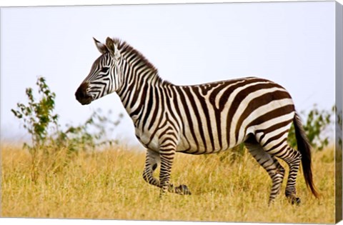 Framed Zebras Herding in The Fields, Maasai Mara, Kenya Print