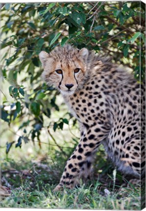 Framed Young cheetah resting beneath bush, Maasai Mara, Kenya Print