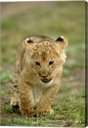 Framed Young lion cub, Masai Mara Game Reserve, Kenya Print