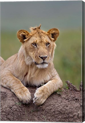 Framed Young male lion on termite mound, Maasai Mara, Kenya Print